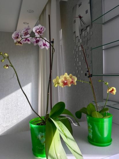 Где Купить В Ростове Орхидеи